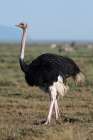 Portrait of a male ostrich in Ndutu plains Ndutu-Ngorongoro Conservation Area-Tanzania Art Print